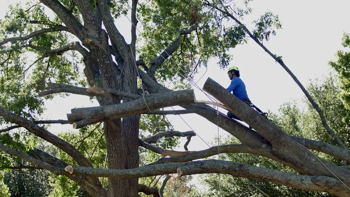 Professional Crown Thinning performed by certified arborists in Marion