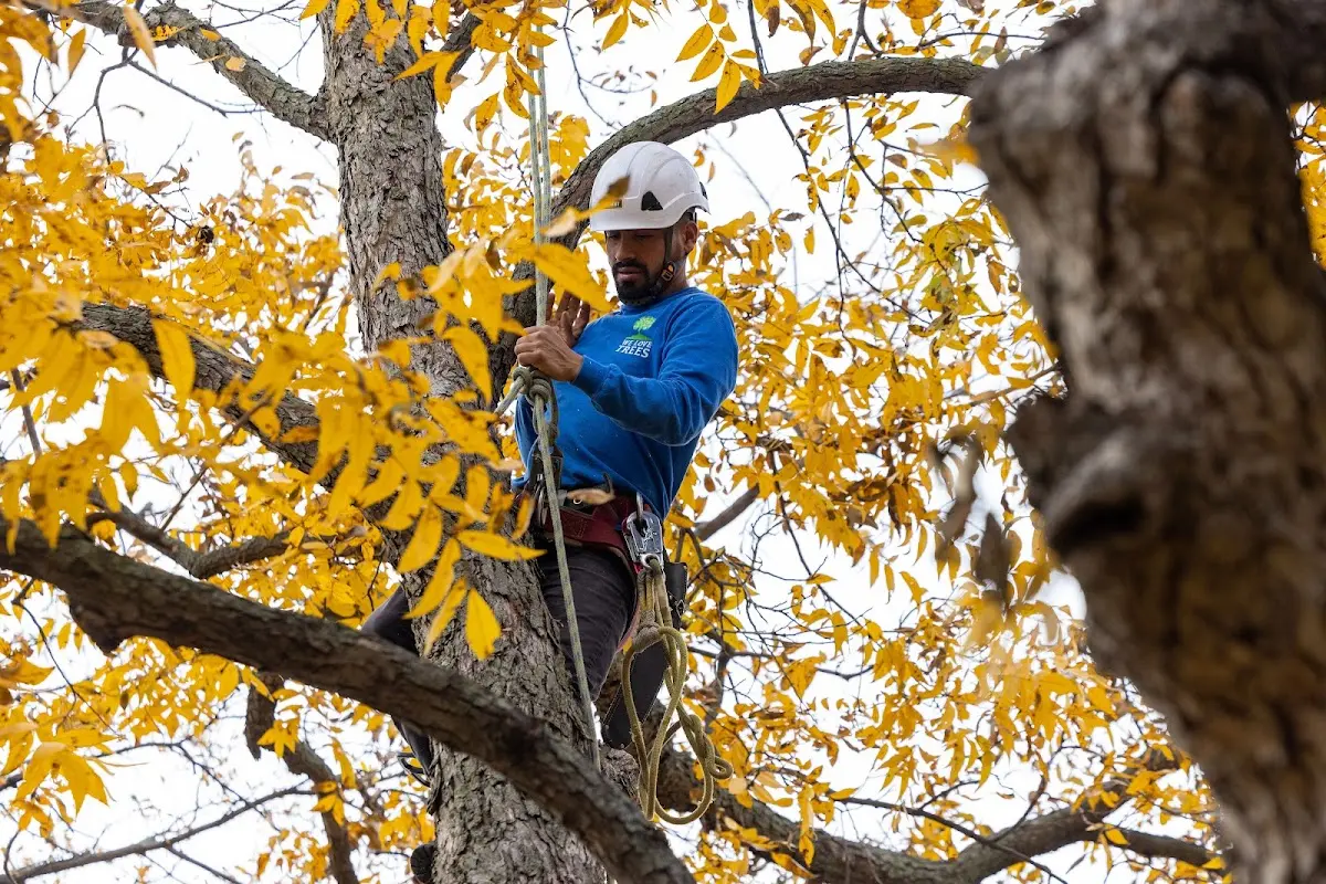 Skilled Storm Damage Cleanup crew working in Marion