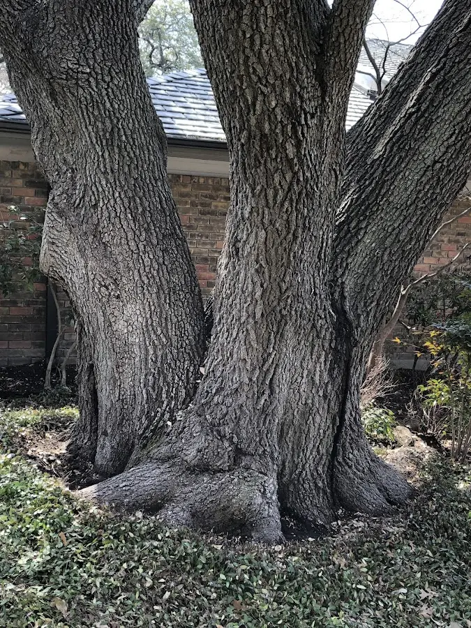 Mature heritage tree close to a Marion property cared for by certified arborists